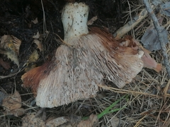 Russula delica