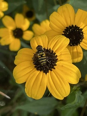 Eristalis transversa