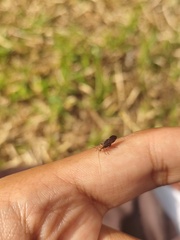Hemiptera