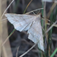 Renia flavipunctalis