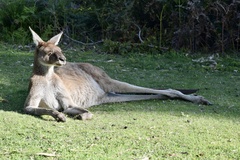 Macropus fuliginosus