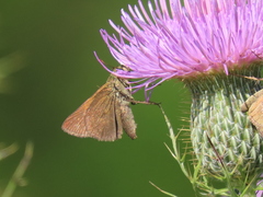 Euphyes vestris
