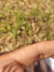 Hemiptera