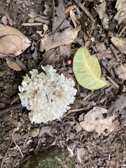 Sparassis spathulata