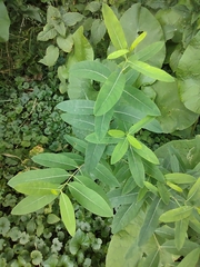 Asclepias syriaca
