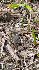 Velarifictorus micado