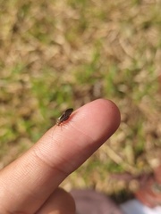 Hemiptera