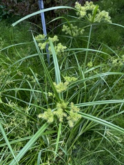 Cyperus eragrostis