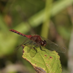 Sympetrum internum