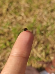 Hemiptera