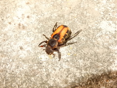 Clinterocera nigra