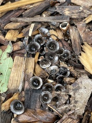 Cyathus striatus