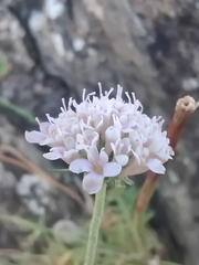 Scabiosa