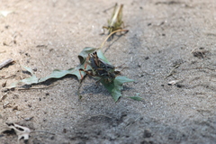 Melanoplus fasciatus