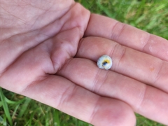 Macremphytus testaceus