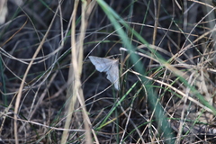 Renia flavipunctalis