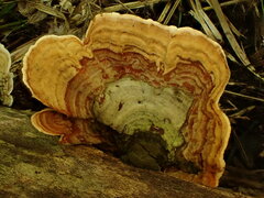 Stereum subtomentosum