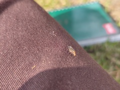 Hemiptera