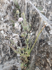 Scabiosa