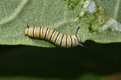 Danaus plexippus