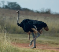 Struthio camelus