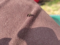 Hemiptera