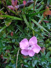 Dianthus alpinus