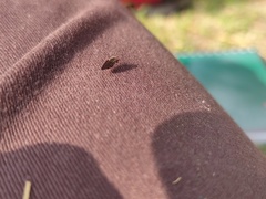 Hemiptera