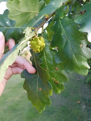 Andricus quercuscalicis