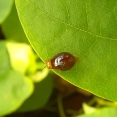 Celyphidae