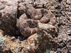 Crotalus atrox