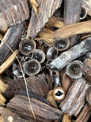 Cyathus striatus
