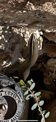 Plestiodon tetragrammus