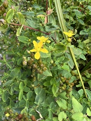 Hypericum punctatum