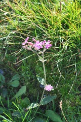 Silene dioica