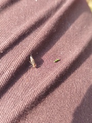 Hemiptera