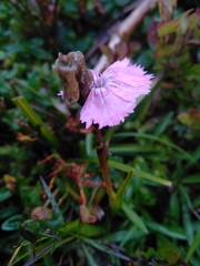 Dianthus alpinus