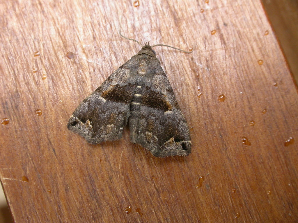 Hipoepa fractalis