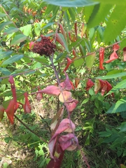 Rhus glabra