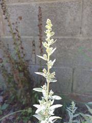 Artemisia ludoviciana