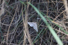 Renia flavipunctalis