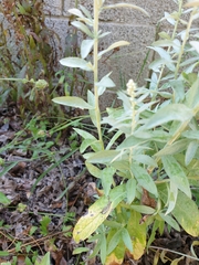 Artemisia ludoviciana