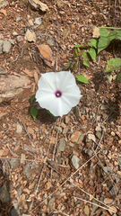 Ipomoea pandurata