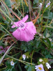 Dianthus alpinus