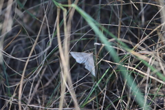 Renia flavipunctalis