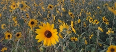 Helianthus petiolaris
