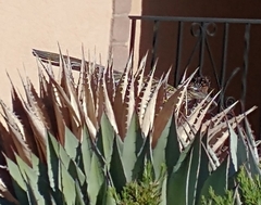 Geococcyx californianus