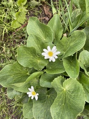 Caltha chionophila