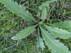 Cirsium pumilum
