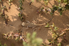 Phrynocephalus guttatus